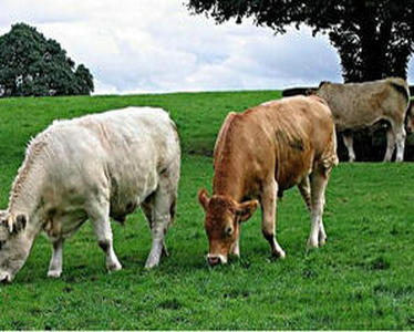 颗粒饲料是否有益牛的健康