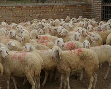 养羊的时候注意了，养羊的必备常识，需要学习